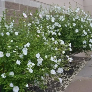 Diana Rose of Sharon Althea Live Plant - Quart Pot Shrub, Flowering Hedge - Image 9