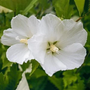 Diana Rose of Sharon Althea Live Plant - White Flowers, Quart Pot, Outdoor Shrub - Image 2
