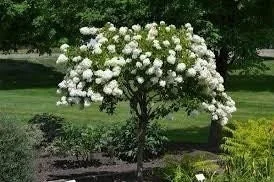 Diana Rose of Sharon Althea Live Plant - White Flowers, Quart Pot, Outdoor Shrub - Image 1