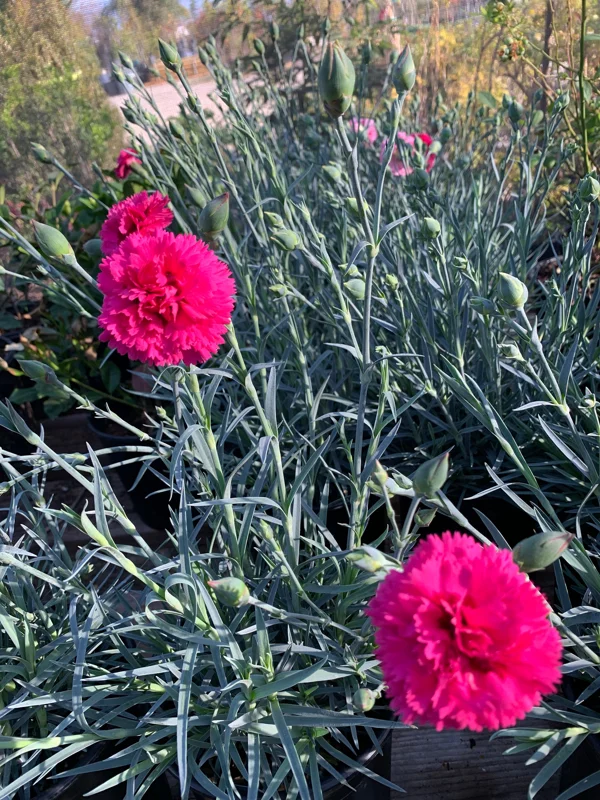 Dianthus 'Devon Cottage Waterloo Sunset' Live Plant - 6 inch Pot - Red Flowers - Image 1