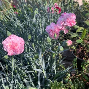 Dianthus 'Devon Pinball Wizard' Live Plant – Pink & Red Stripe Flowers – 6 inch Pot – Outdoor - Image 2