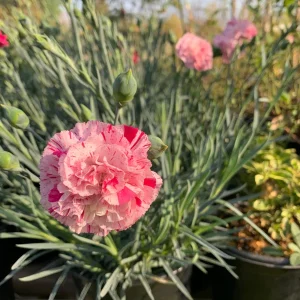 Dianthus 'Devon Pinball Wizard' Live Plant – Pink & Red Stripe Flowers – 6 inch Pot – Outdoor - Image 1