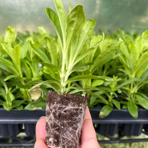 Dianthus Flower Plants Live Plugs - Well-Rooted for Cut Flower Garden - Image 10