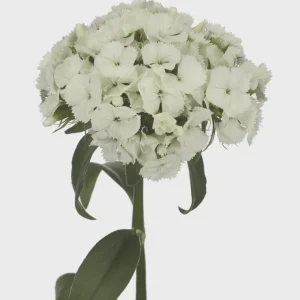 Dianthus Flower Plants Live Plugs - Well-Rooted for Cut Flower Garden - Image 2