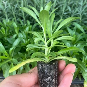 Dianthus Flower Plants Live Plugs - Well-Rooted for Cut Flower Garden - Image 3