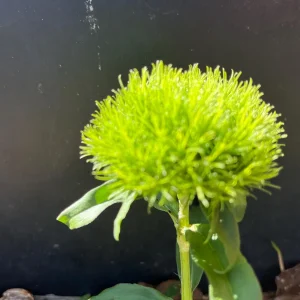 Dianthus Flower Plants Live Plugs - Well-Rooted for Cut Flower Garden - Image 6
