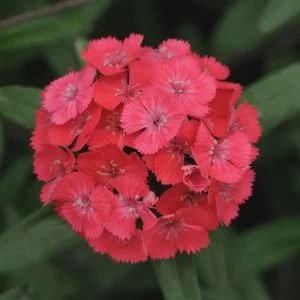 Dianthus Flower Plants Live Plugs - Well-Rooted for Cut Flower Garden - Image 7