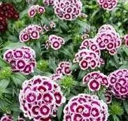 Dianthus Purple White Bicolor Live Plant – 6 inch Pot – Outdoor Flower - Image 1