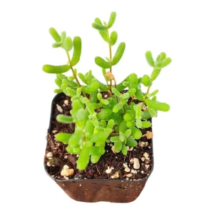 Dicrocaulon ramulosum Succulent Live Plant - Drought-Tolerant Indoor/Outdoor - Image 1