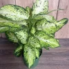 Dieffenbachia Amy Live Plant – Dumb Cane Houseplant – 6 inch Pot – Easy Care - Image 1