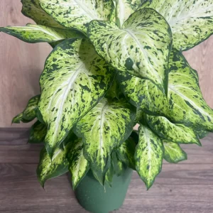 Dieffenbachia Amy Live Plant – Dumb Cane Houseplant – 6 inch Pot – Easy Care - Image 6
