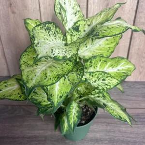 Dieffenbachia Amy Live Plant – Dumb Cane Houseplant – 6 inch Pot – Easy Care - Image 8