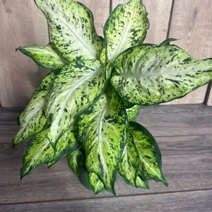 Dieffenbachia Amy Live Plant – Dumb Cane Houseplant – 6 inch Pot – Easy Care - Image 9