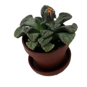 Dinosaur Foot Living Stone Plant - Titanopsis calcareum Succulent - 1 inch Pot - Image 3