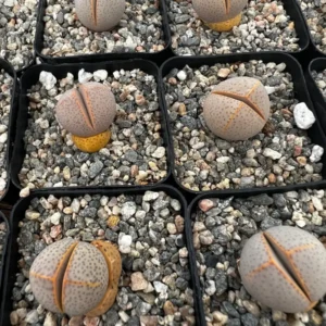 Dinteranthus Wilmotianus Lithop Live Plant - Rare Living Stone Succulent in 2 in Pot - Image 3