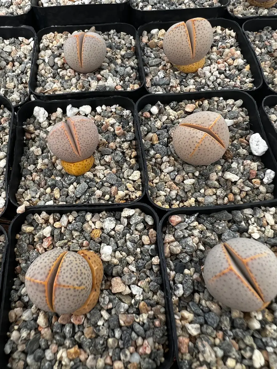 Dinteranthus Wilmotianus Lithop Live Plant - Rare Living Stone Succulent in 2 in Pot - Image 3