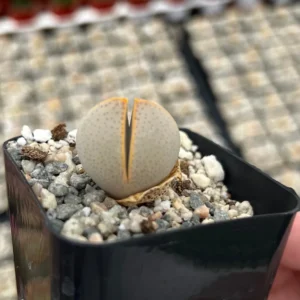 Dinteranthus Wilmotianus Lithop Live Plant - Rare Living Stone Succulent in 2 in Pot - Image 1