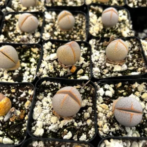 Dinteranthus Wilmotianus Lithop Live Plant - Rare Living Stone Succulent in 2 in Pot - Image 4