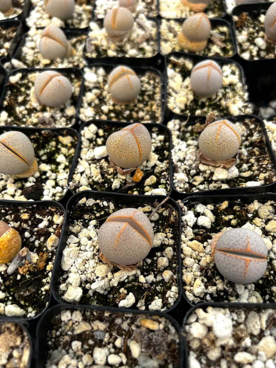 Dinteranthus Wilmotianus Lithop Live Plant - Rare Living Stone Succulent in 2 in Pot - Image 4