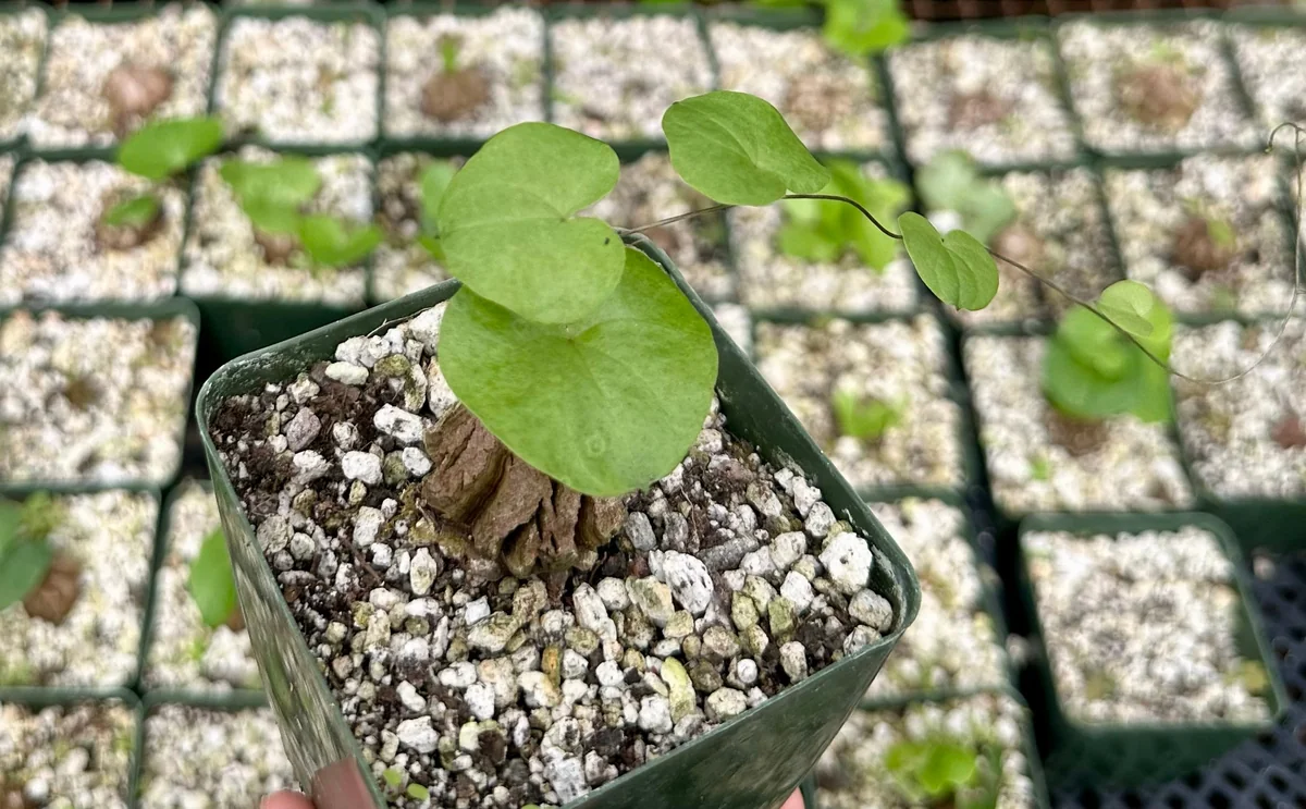 Dioscorea Elephantipes Seeds - Elephant's Foot Plant Seeds for Collectors - Image 2