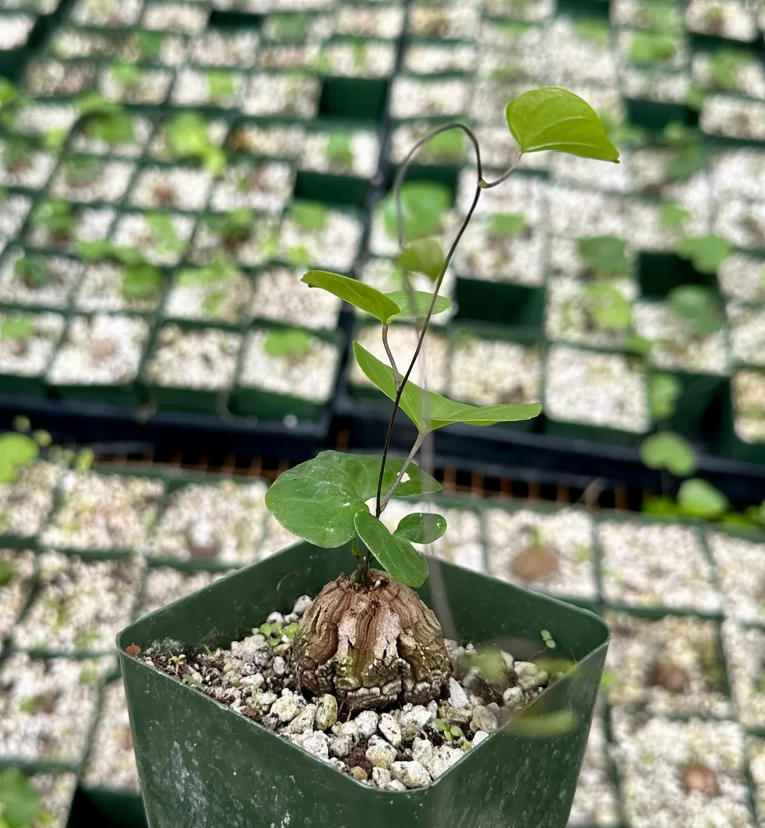 Dioscorea Elephantipes Seeds - Elephant's Foot Plant Seeds for Collectors - Image 4
