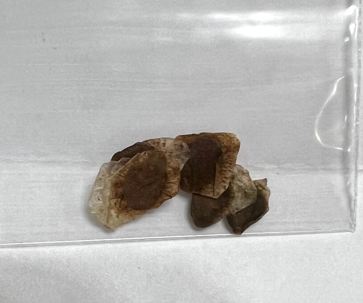 Dioscorea Elephantipes Seeds - Elephant's Foot Plant Seeds for Collectors - Image 5