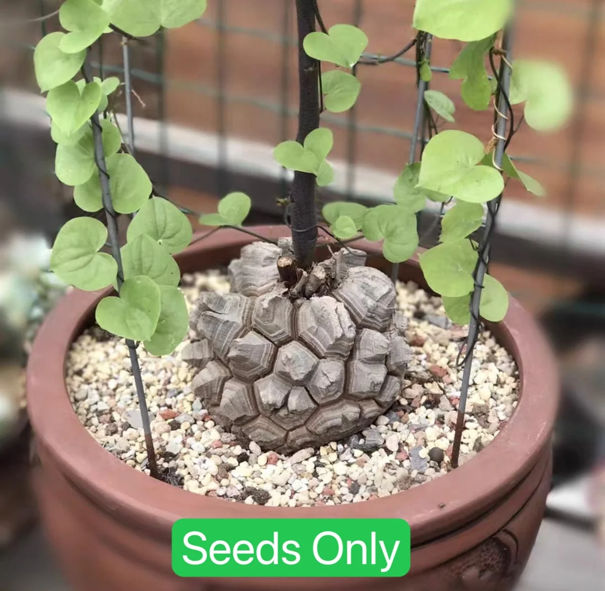 Dioscorea Elephantipes Seeds - Elephant's Foot Plant Seeds for Collectors - Image 7