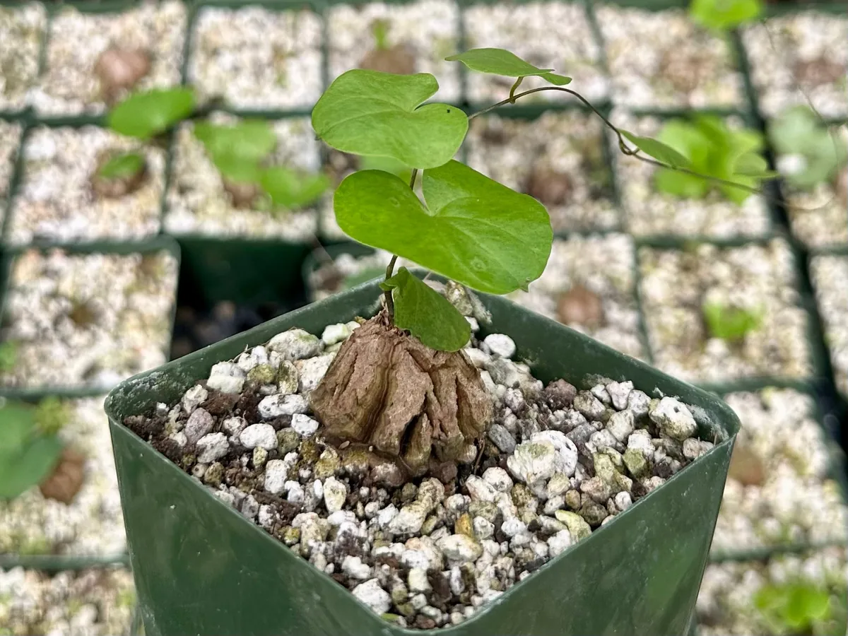 Dioscorea Elephantipes Seeds - Elephant's Foot Plant Seeds for Collectors - Image 1