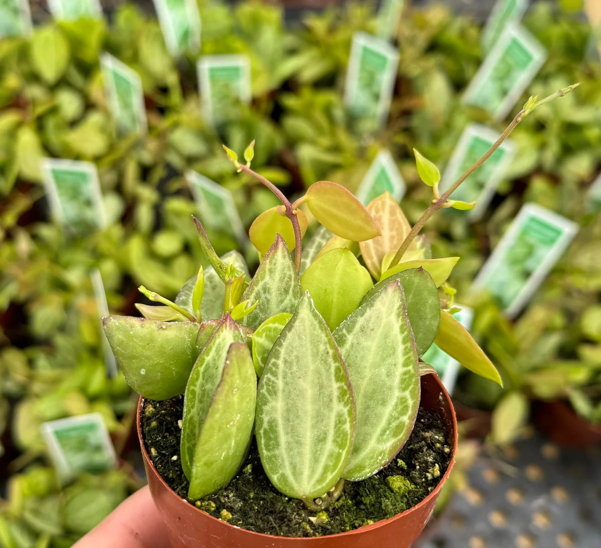 Dischidia Ovata Watermelon Live Plant - Trailing Succulent in 3 inch Pot - Image 2