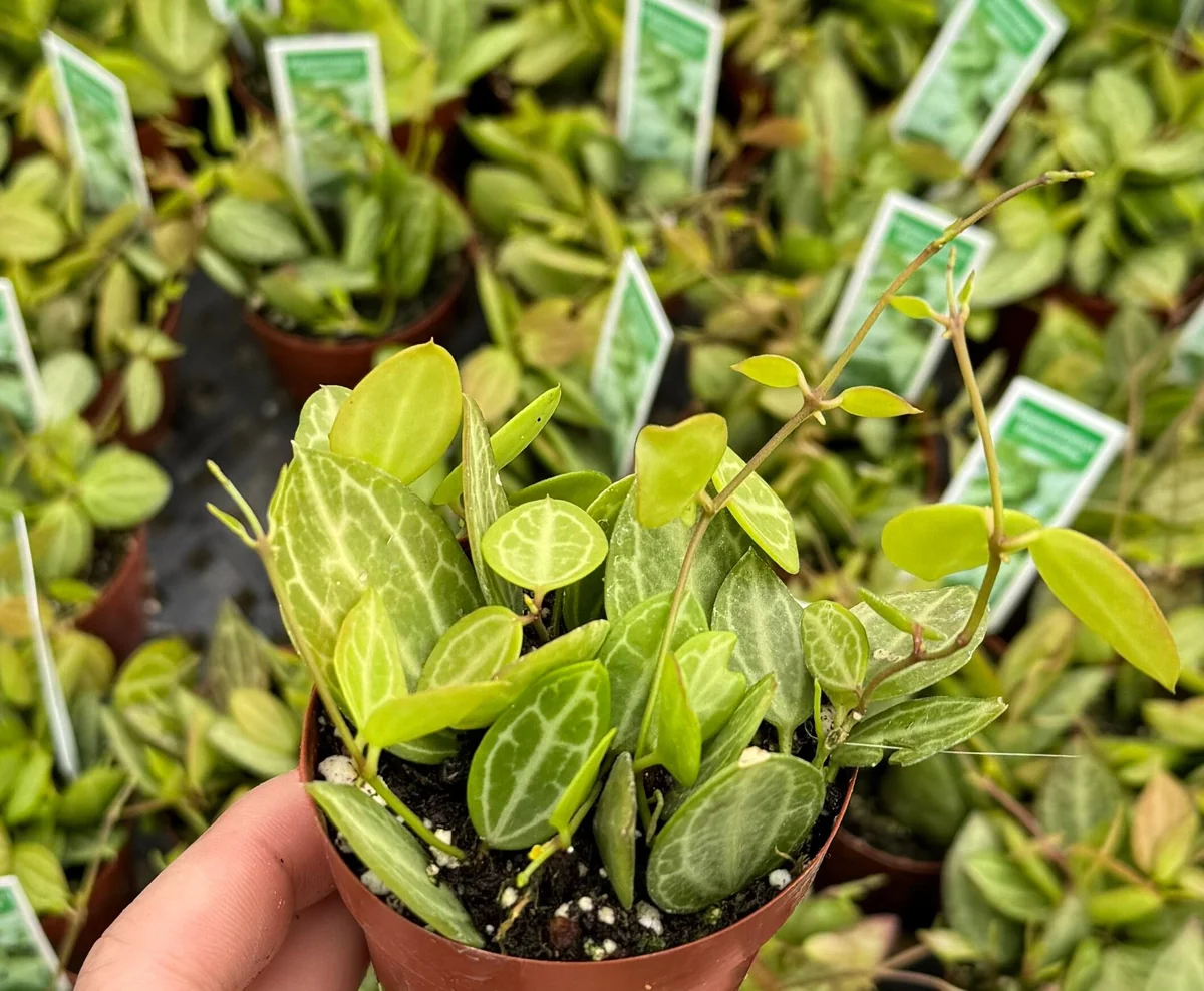 Dischidia Ovata Watermelon Live Plant - Trailing Succulent in 3 inch Pot - Image 1