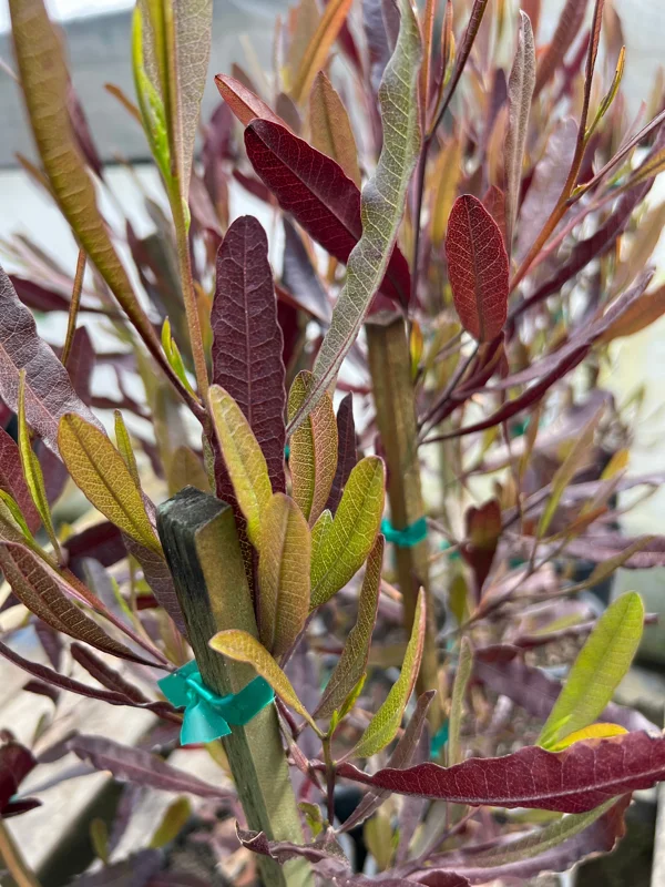 Dodonaea viscosa Purpurea Hop Bush Live Plant – 2ft Tall – 1 Gallon Pot – Outdoor Shrub - Image 2