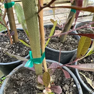 Dodonaea viscosa Purpurea Hop Bush Live Plant – 2ft Tall – 1 Gallon Pot – Outdoor Shrub - Image 3