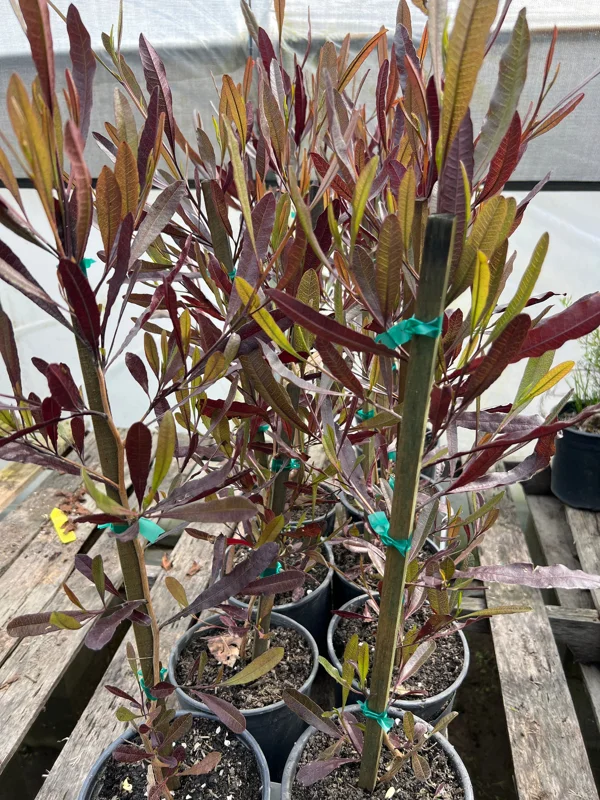 Dodonaea viscosa Purpurea Hop Bush Live Plant – 2ft Tall – 1 Gallon Pot – Outdoor Shrub - Image 1