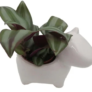 Dog Ceramic Planter with Surprise Terrarium Plant - 3 Inch Pot - Image 2