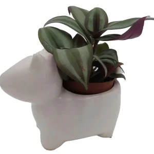 Dog Ceramic Planter with Surprise Terrarium Plant - 3 Inch Pot - Image 3