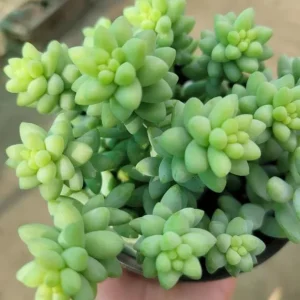 Donkey Tail Succulent Live Plant - Sedum Morganianum - 4 inch Pot - Easy Care Hanging Houseplant - Image 2