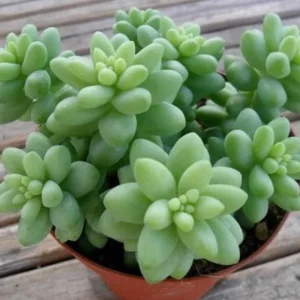 Donkey Tail Succulent Live Plant - Sedum Morganianum - 4 inch Pot - Easy Care Hanging Houseplant - Image 3