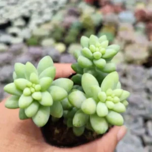 Donkey Tail Succulent Live Plant - Sedum Morganianum - 4 inch Pot - Easy Care Hanging Houseplant - Image 4