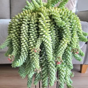 Donkey Tail Succulent Live Plant - Sedum Morganianum - 4 inch Pot - Easy Care Hanging Houseplant - Image 1