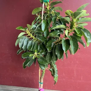 Donnie Avocado Tree - Grafted Live Fruit Plant in 3 Gallon Pot, Outdoor - Image 10