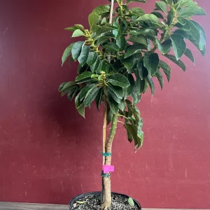 Donnie Avocado Tree - Grafted Live Fruit Plant in 3 Gallon Pot, Outdoor - Image 3