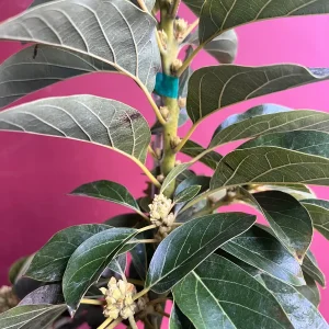 Donnie Avocado Tree - Grafted Live Fruit Plant in 3 Gallon Pot, Outdoor - Image 5