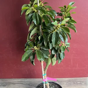 Donnie Avocado Tree - Grafted Live Fruit Plant in 3 Gallon Pot, Outdoor - Image 6