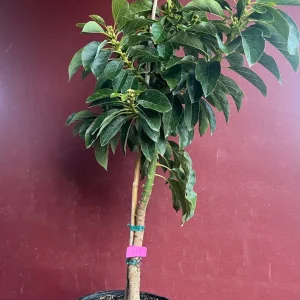 Donnie Avocado Tree - Grafted Live Fruit Plant in 3 Gallon Pot, Outdoor - Image 8