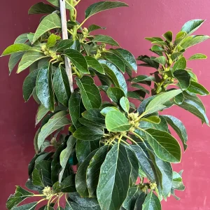 Donnie Avocado Tree - Grafted Live Fruit Plant in 3 Gallon Pot, Outdoor - Image 9