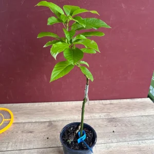 Donnie Avocado Tree Live Plant - Grafted in 6 inch Pot - Fruit Tree - Image 3