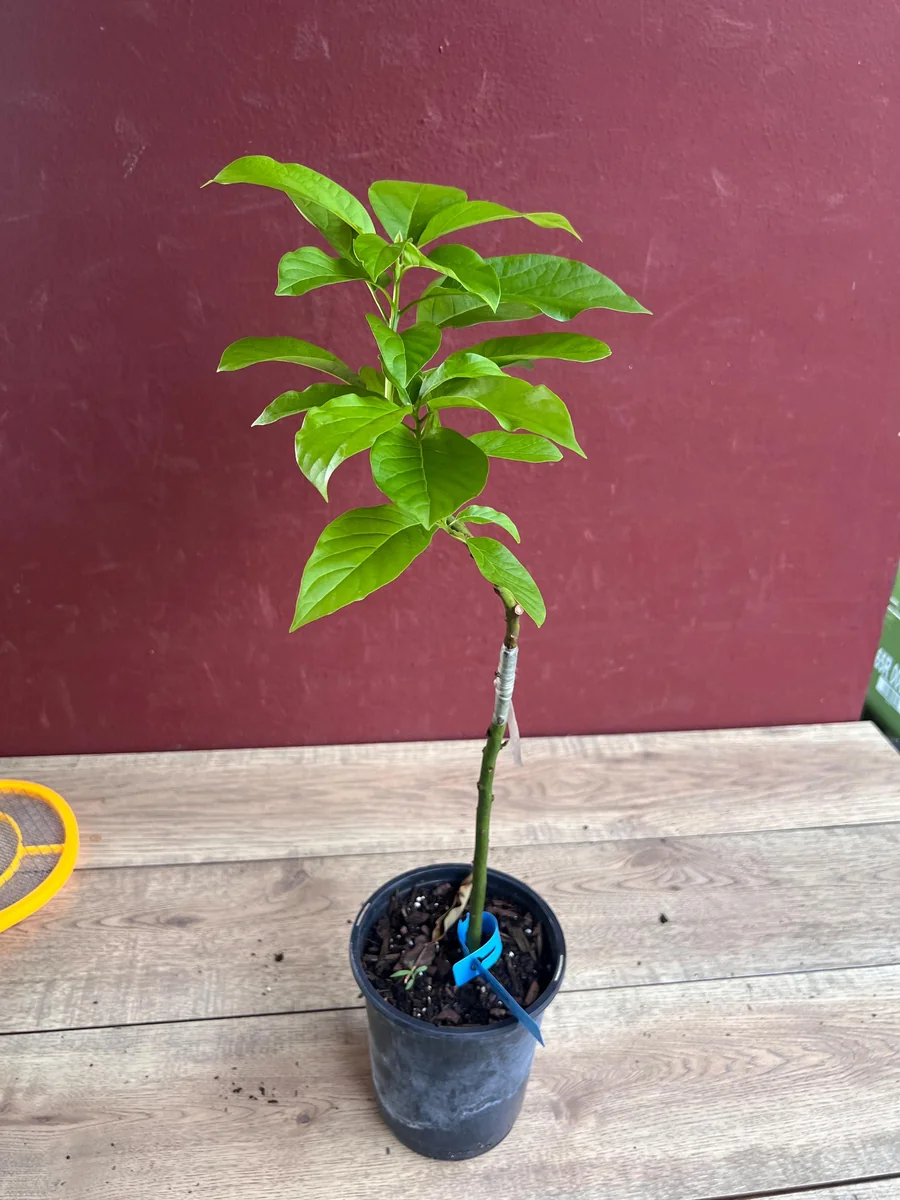 Donnie Avocado Tree Live Plant - Grafted in 6 inch Pot - Fruit Tree - Image 3