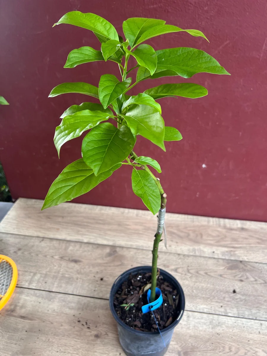 Donnie Avocado Tree Live Plant - Grafted in 6 inch Pot - Fruit Tree - Image 4