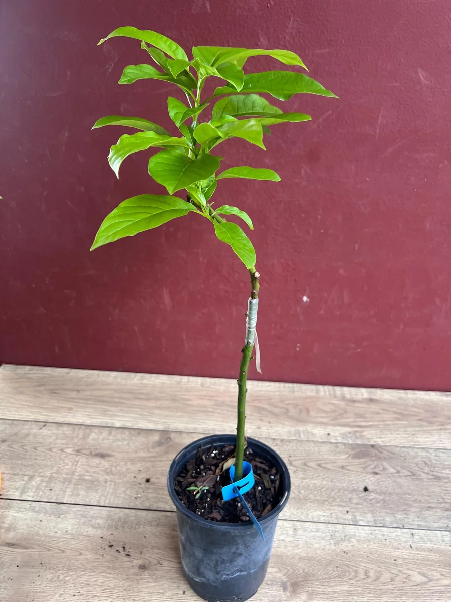 Donnie Avocado Tree Live Plant - Grafted in 6 inch Pot - Fruit Tree - Image 5