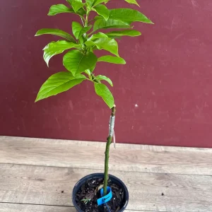 Donnie Avocado Tree Live Plant - Grafted in 6 inch Pot - Fruit Tree - Image 6